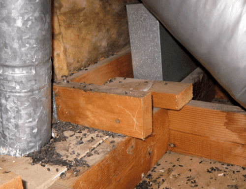 Fall Roofing Schedule – Critters May Be Nesting!